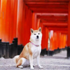 柴犬,パワースポット