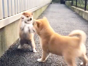 柴犬,じゃれあい