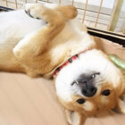 柴犬,へそ天