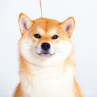 柴犬