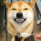柴犬,ヨーグルト