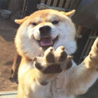 柴犬,ヒコーキ耳