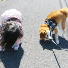柴犬,子供