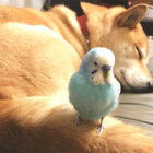 柴犬,鳥