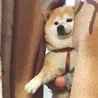 柴犬,人間っぽい