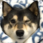 柴犬,おねだり