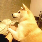 柴犬,かまってアピール