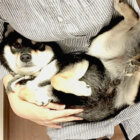 柴犬,抱っこ