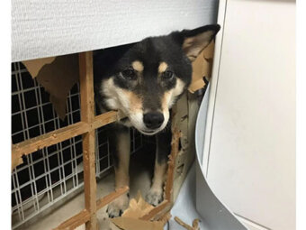 柴犬,破壊活動