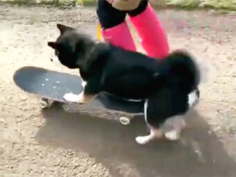 柴犬,スケボー