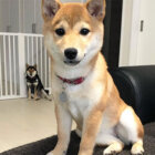 柴犬,トリック写真