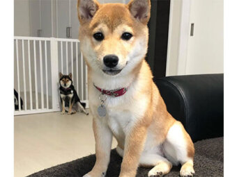 柴犬,トリック写真