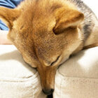 柴犬,クセが強い