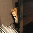 柴犬,雷怖い