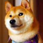 柴犬,YouTube