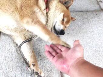 柴犬,YouTube