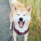 柴犬,スマイル