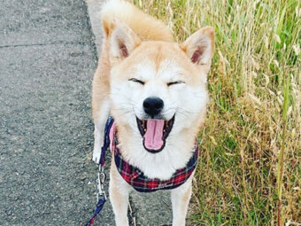 柴犬,スマイル
