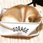 柴犬,箱入り