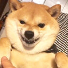 柴犬,怒っている