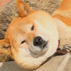 柴犬,ふてぶてしい
