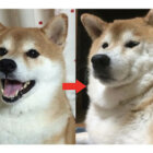 柴犬,成長