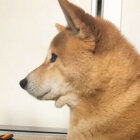 柴犬,二重あご