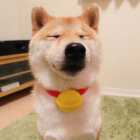 柴犬,被り物