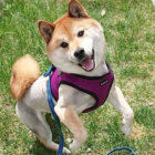 柴犬,サマーカット