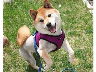 柴犬,サマーカット