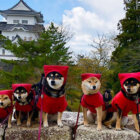 柴犬,忍者