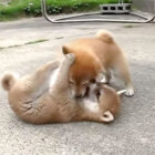 柴犬,YouTube