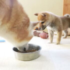 柴犬,YouTube