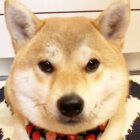柴犬,イタズラ