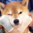 柴犬,コロコロ