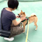 柴犬,YouTube