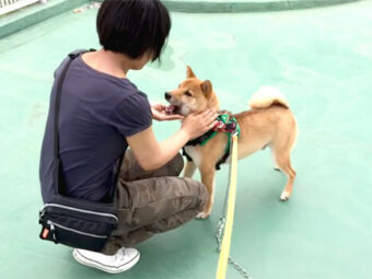 柴犬,YouTube