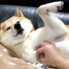 柴犬,甘えん坊