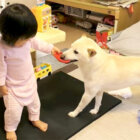 柴犬,YouTube