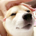 柴犬,YouTube