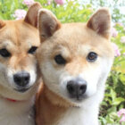 柴犬,写りたがり