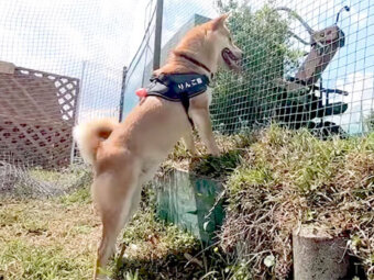 柴犬,YouTube