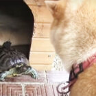 柴犬,YouTube