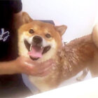 柴犬,YouTube