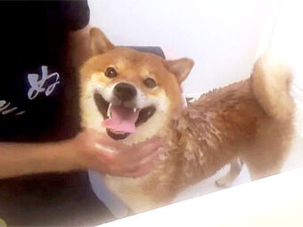 柴犬,YouTube