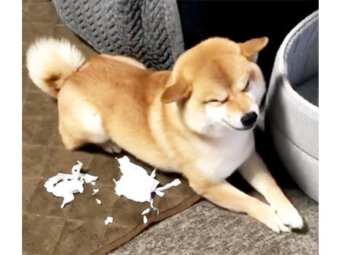 柴犬,笑顔