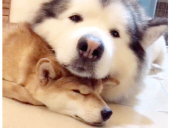 柴犬,おおらか
