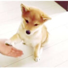 柴犬,お手