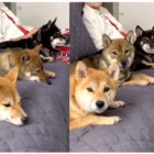 柴犬,シンクロ