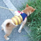 柴犬,YouTube